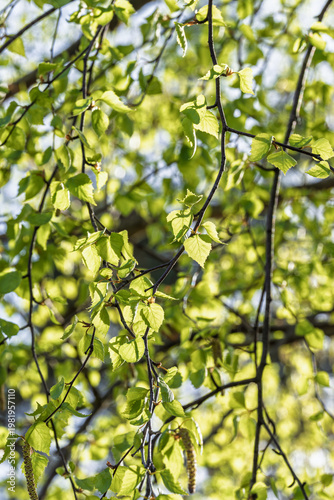 Obraz na płótnie Peaceful natural imagery showcasing shaded leaves and cozy backlight effects
