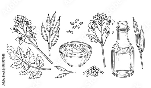 Mustard sauce bowl with botanical plant seeds and bottle hand drawn food vector for packaging design