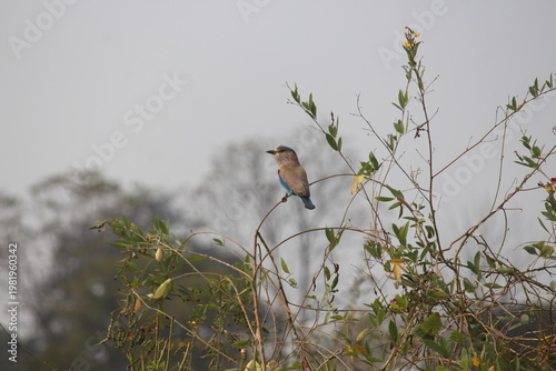 Foto Indian roller ie Neelkanth in Pench in Maharashtra
