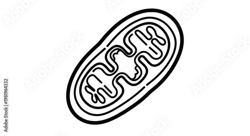 Mitochondrion Cell Organelle Vector Illustration - Powerhouse of the Cell