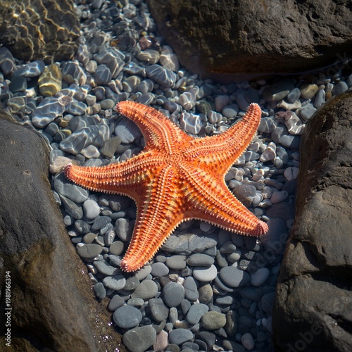 Quadro su tela Orange starfish on a rocky beach with clear water