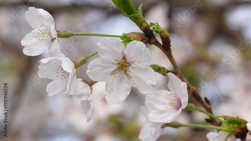 Natural Background Featuring Fresh Pink Cherry Blossoms and Soft Lighting