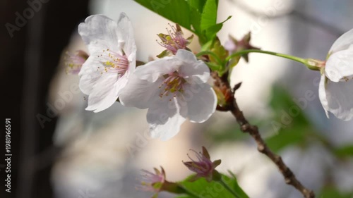 Close-up of Beautiful Pink Cherry Blossoms in Full Bloom Under Spring Sunlight