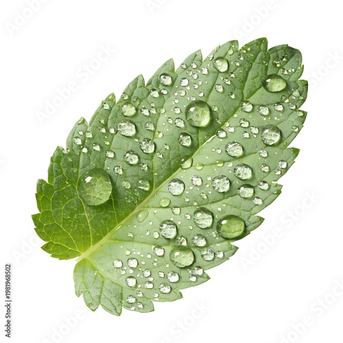 Fresh Green Leaf with Dewdrops: Nature's Beauty Captured in Detail