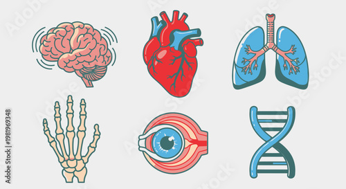 Illustrated human body organs and anatomical elements for educational or health related designs