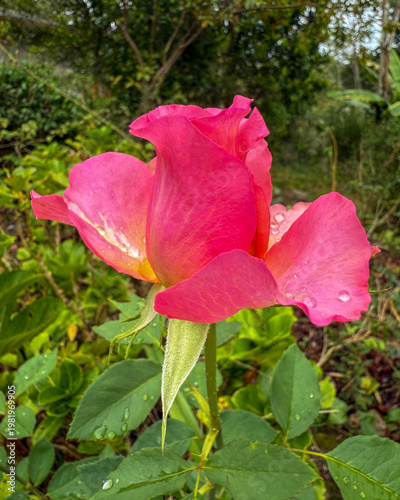 Pink Rose Macro with Dew Drops in Natural Garden Background