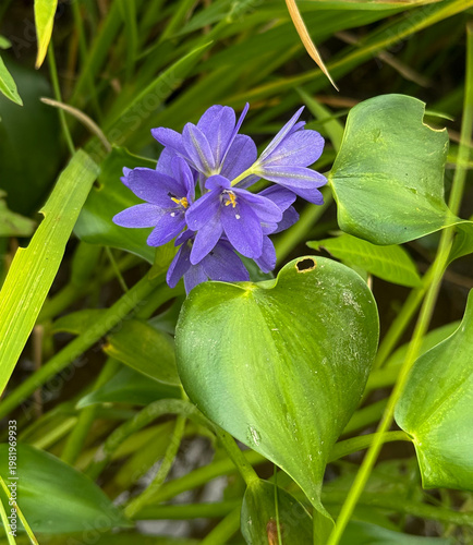 Purple Water Hyacinth Flowers with Green Leaves in Natural Setting