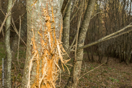 American Black Bear Markings on a Tree
