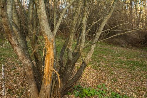 American Black Bear Markings on a Tree