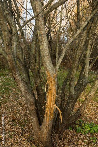 American Black Bear Markings on a Tree