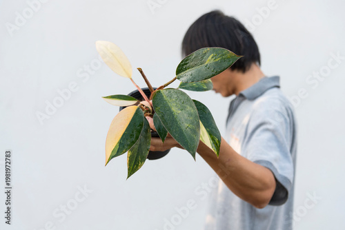Closeup focus to philodendron yellow congo in the pot