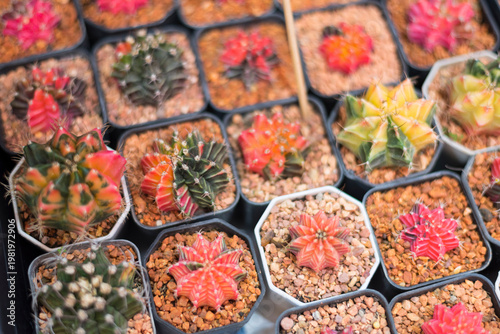 Closeup to red Gymnocalycium varigated 