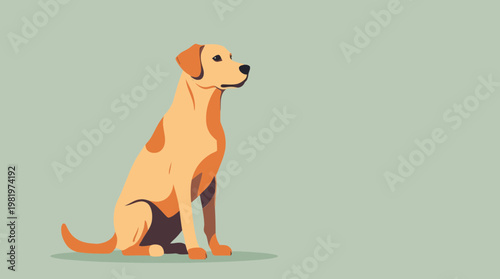 Loyal Golden Retriever Dog Sitting Patiently Plain Background Vector