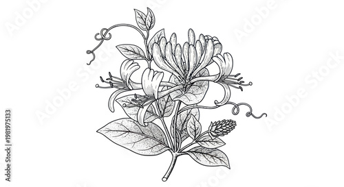 Delicate Honeysuckle Flower Branch Illustration, Vintage Botanical Drawing