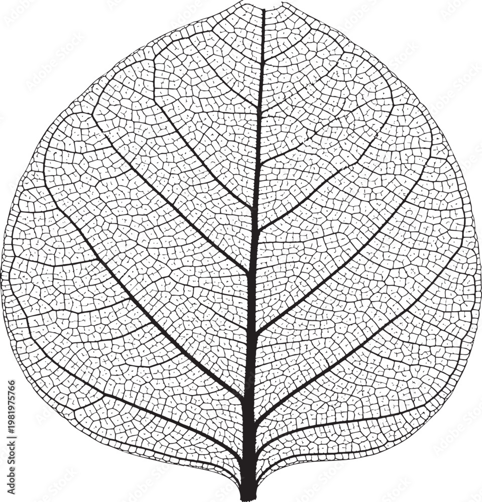 Obraz premium Detailed black and white skeletal leaf macro silhouette with skeleton, botanical