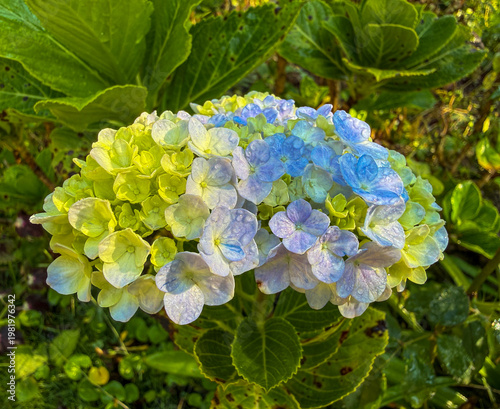 Blooming Hydrangea Flower Cluster in Garden with Vibrant Colors