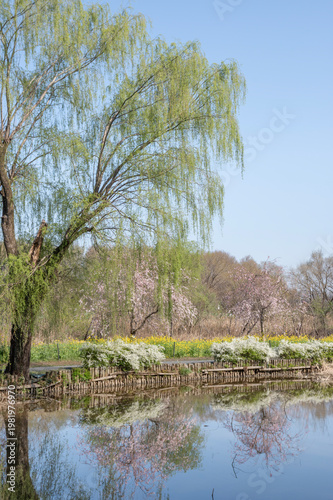 上尾丸山公園の池と柳の木と春の風景
