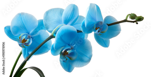Niebieski storczyk gałąz png