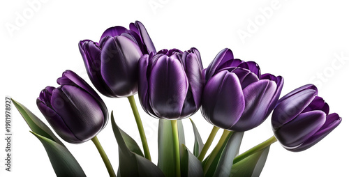 Fioletowe tulipany png