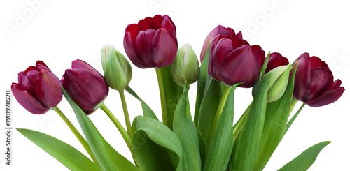 Czerwone tulipany, wiosenne kwiaty png