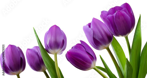 Tulipany, fioletowe wiosenne kwiaty png