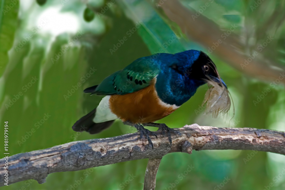 Fototapeta premium Superb Starling, Aplonis magna, perched on a branch