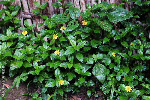 Blooming fresh yellow Wedelia trilobata flowers in tropical garden
