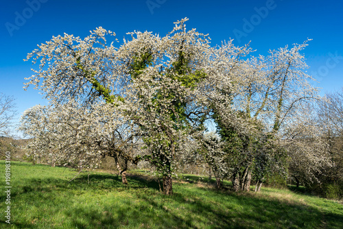 Blühende Obstbäume im Frühling