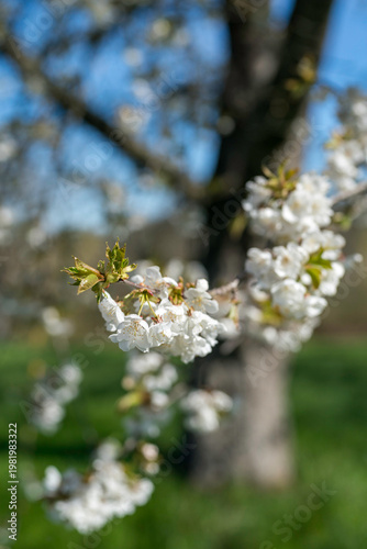 Kirschbaumblüten