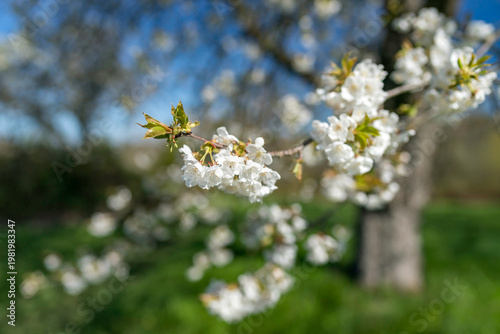 Kirschbaumblüte