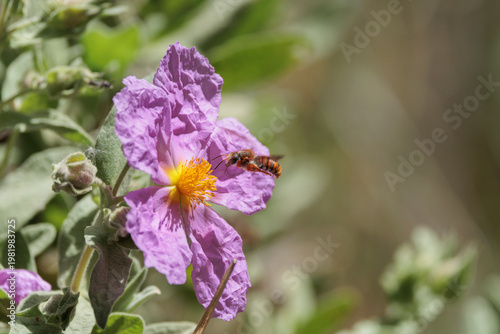Abeja solitaria (Rhodanthidium sticticum) volando hacia una flor de jara blanca en el sotobosque, Alcoy, España