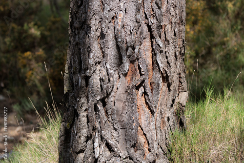 Detalle de la textura de la corteza de un pino en el bosque mediterráneo, España
