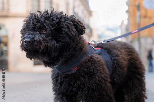 Caniche negro con arnés paseando por el centro de la ciudad, enfoque en primer plano