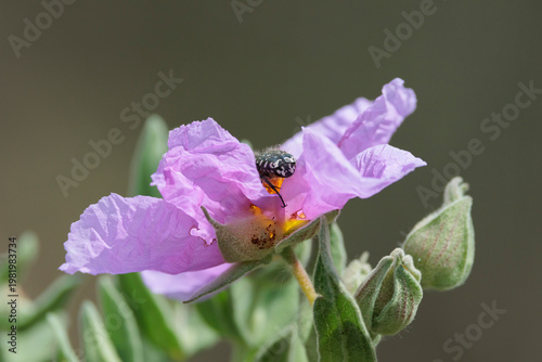 Escarabajo del sudario (Oxythyrea funesta) alimentándose en una flor de jara blanca, Alcoy, España