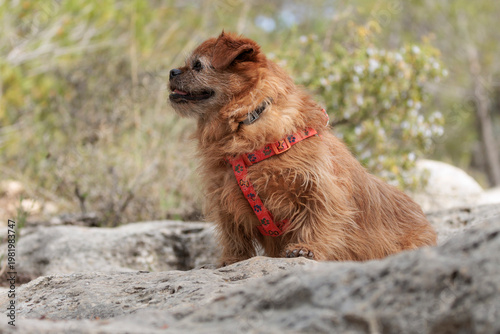Retrato de perro de compañía mestizo con arnés rojo en excursión por la naturaleza, Alcoy, España