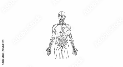 Stylized outline of human torso and head with internal organs
