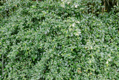 Foto Compact leafy mass creates seamless natural texture for backgrounds