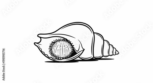 Stylized illustration of a spiral shell with a star-like pattern inside
