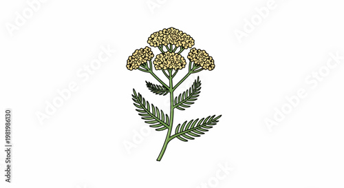 Stylized illustration of a flowering plant with feathery green leaves