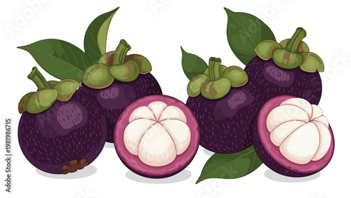 Realistic illustration of purple mangosteen fruits shown as whole specimens and halves revealing the white pulp inside.