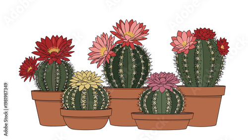 Group of various flowering cacti in terracotta pots including different shapes and colorful blooms like red and pink.