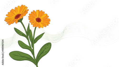 Two bright orange calendula marigold flowers with detailed petals and green leaves on a white background with wavy lines.