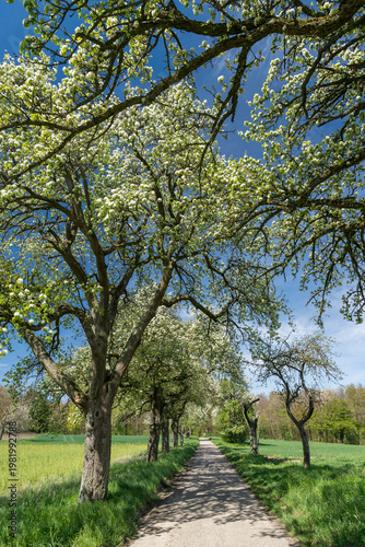 Kernobstallee bei Bruchsal im Frühling
