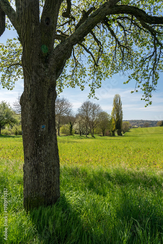 Kernobstallee bei Bruchsal im Frühling