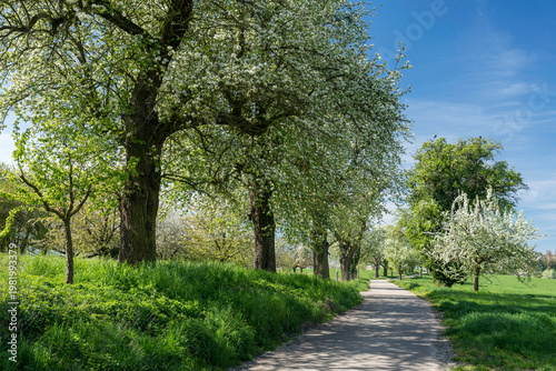 Kernobstallee bei Bruchsal im Frühling