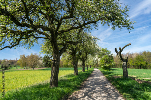 Kernobstallee bei Bruchsal im Frühling