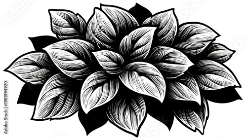 A detailed monochrome botanical illustration featuring a cluster of large stylized leaves