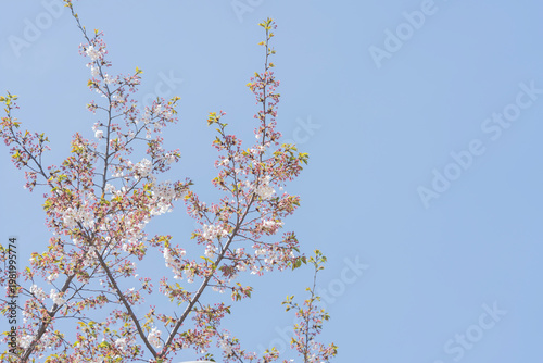 Cherry blossoms in full bloom on a tall tree