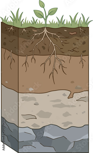 Cross-section soil profile vector with grass, roots, organic topsoil, subsoil, parent material, and bedrock, ideal for geology, agriculture, and environmental education projects.