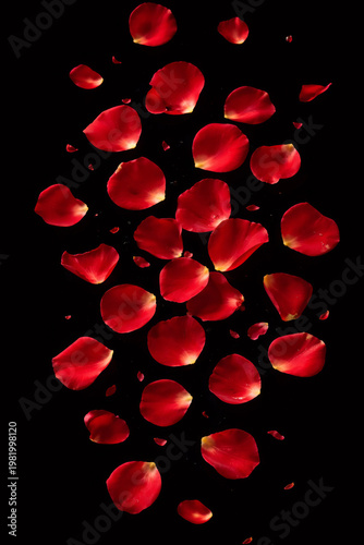 Red rose petals scattered on a black background. Romantic elegant composition with dramatic contrast, perfect for love, Valentine's Day, wedding, luxury, and design backgrounds.